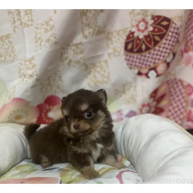 販売中の大阪府のチワワ(ロングコート)-455829の4枚目