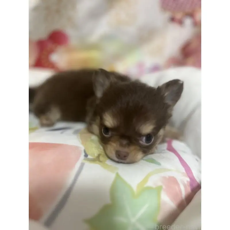 販売中の大阪府のチワワ(ロングコート)-455829の3枚目