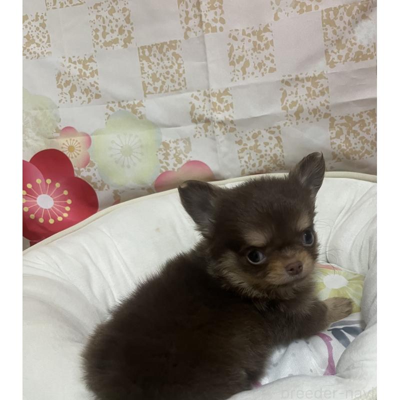 販売中の大阪府のチワワ(ロングコート)-455829の2枚目