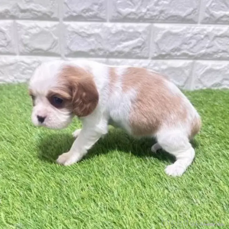 販売中の愛知県のキャバリアキングチャールズスパニエル-455825の5枚目