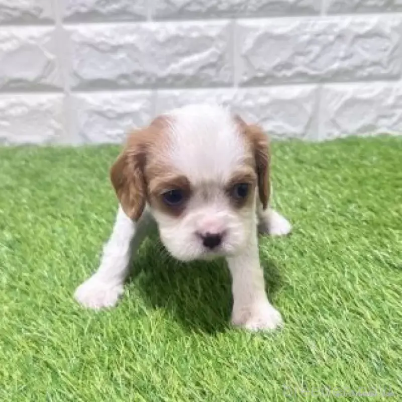 販売中の愛知県のキャバリアキングチャールズスパニエル-455825の4枚目