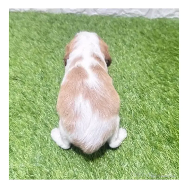 販売中の愛知県のキャバリアキングチャールズスパニエル-455825の3枚目