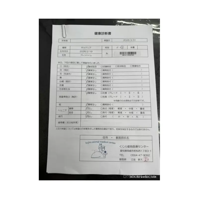 販売中の愛知県のキャバリアキングチャールズスパニエル-455825の2枚目