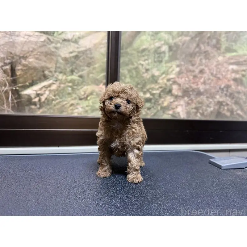 販売中の山口県のトイプードル-455827の10枚目