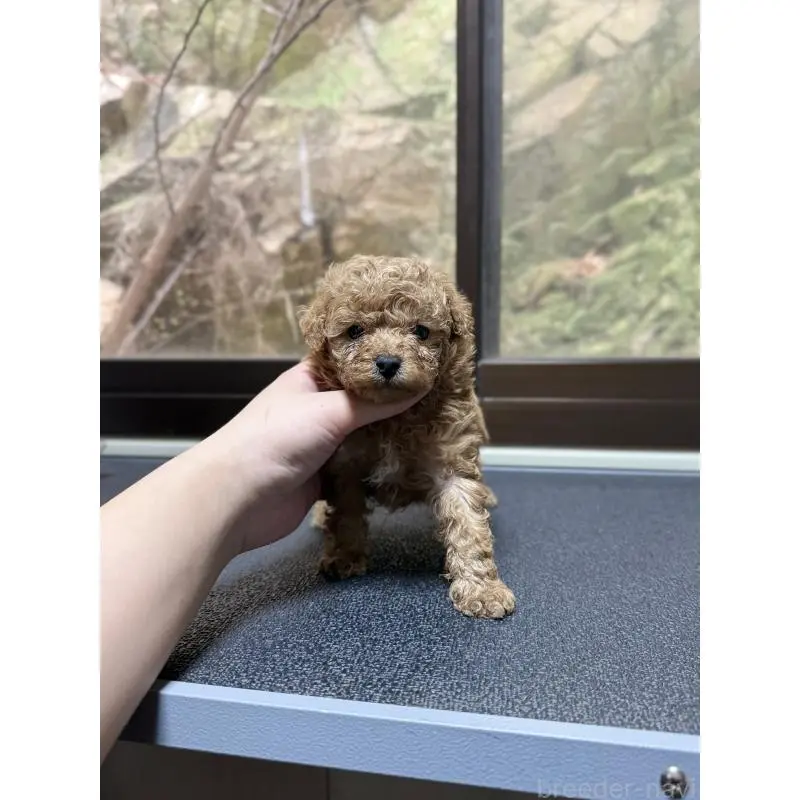 販売中の山口県のトイプードル-455827の9枚目