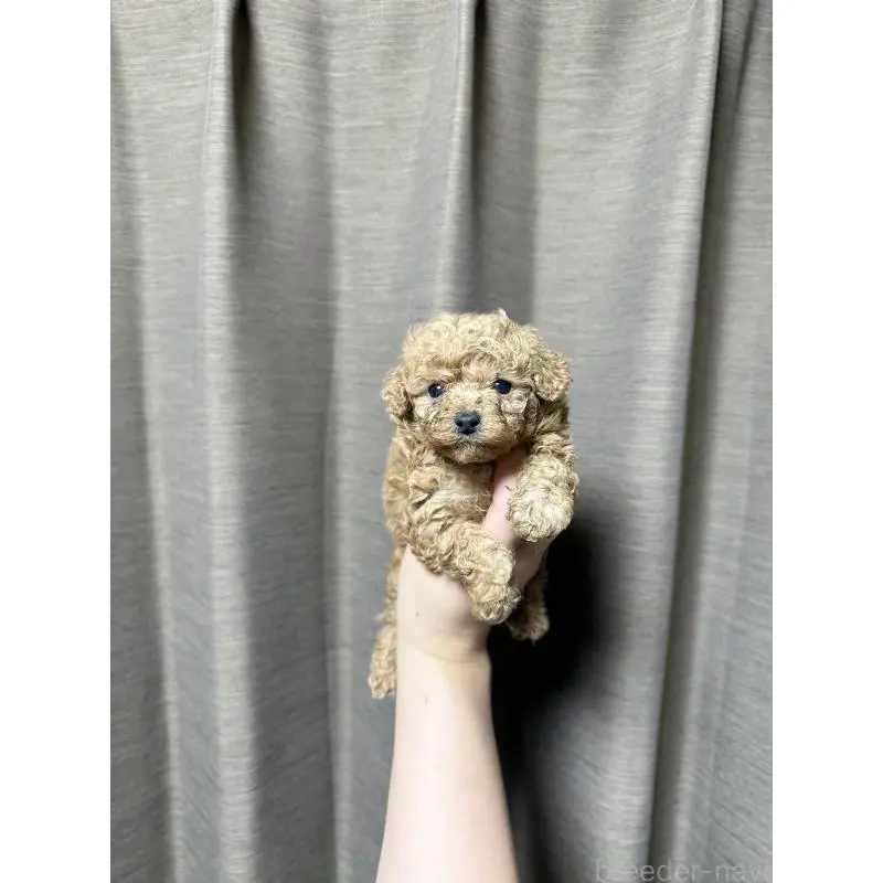 販売中の山口県のトイプードル-455827の7枚目