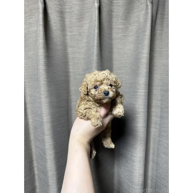 販売中の山口県のトイプードル-455827の6枚目