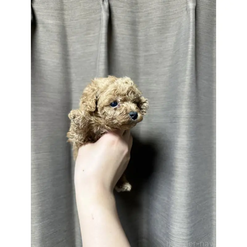 販売中の山口県のトイプードル-455827の5枚目