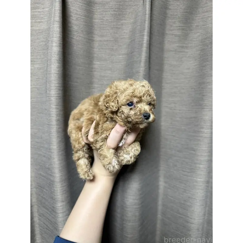 販売中の山口県のトイプードル-455827の4枚目