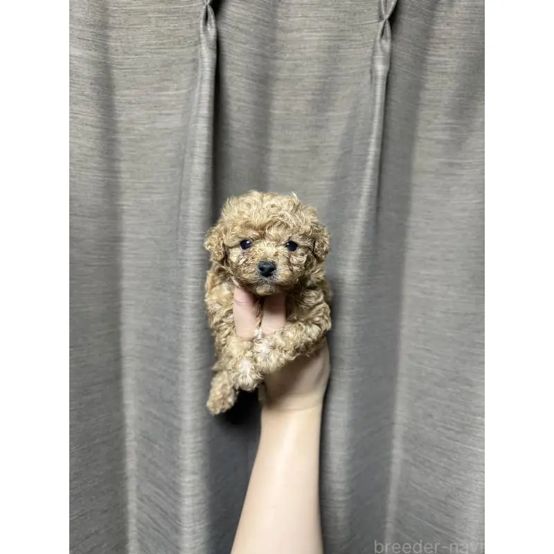 販売中の山口県のトイプードル-455827の3枚目