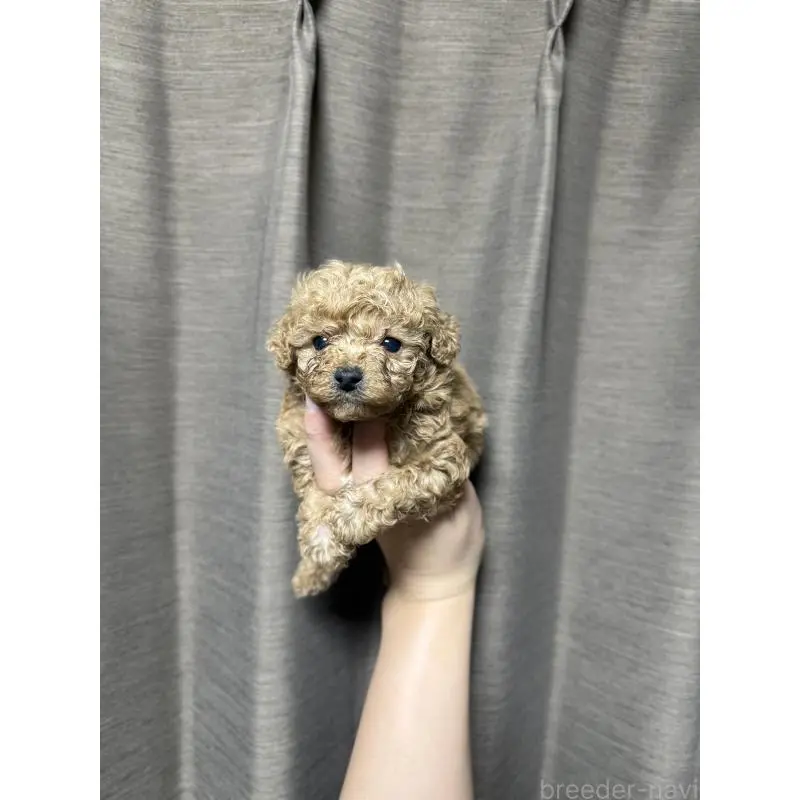 販売中の山口県のトイプードル-455827の2枚目