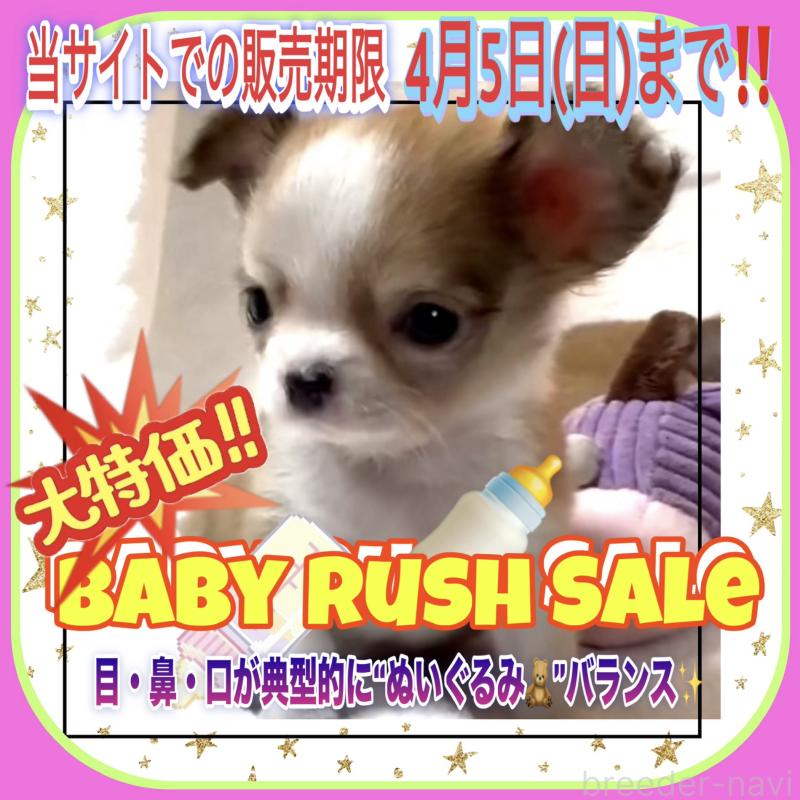 販売中の大阪府のチワワ(ロングコート)-453756