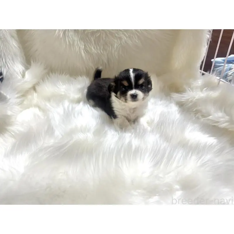 販売中の佐賀県のチワワ(ロングコート)-455828の4枚目