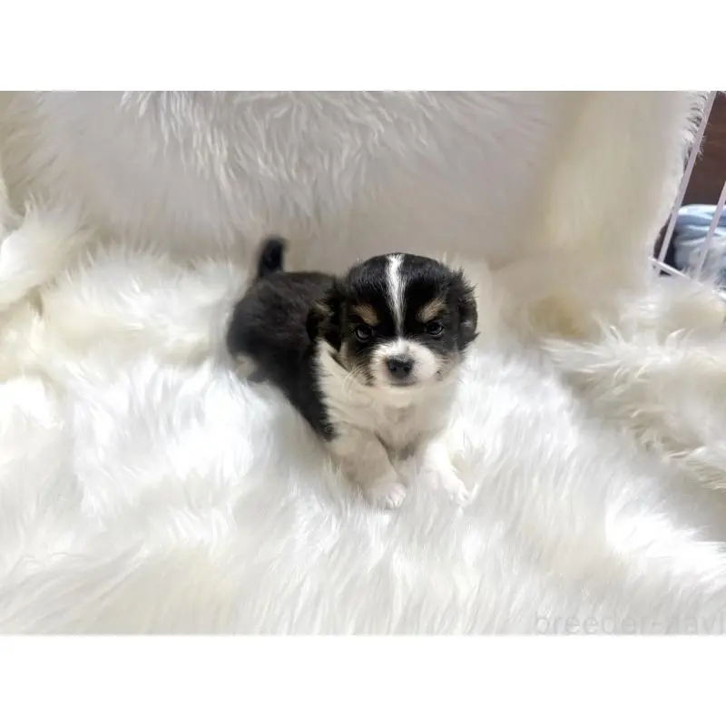 販売中の佐賀県のチワワ(ロングコート)-455828の3枚目