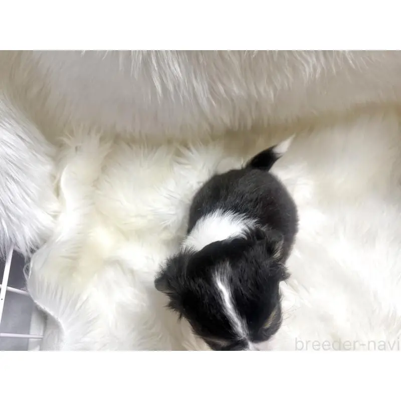 販売中の佐賀県のチワワ(ロングコート)-455828の2枚目