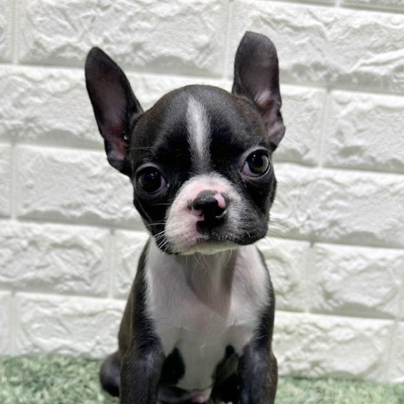 販売中の愛知県のミックス犬-455871