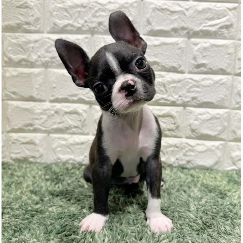 販売中の愛知県のミックス犬-455871の4枚目