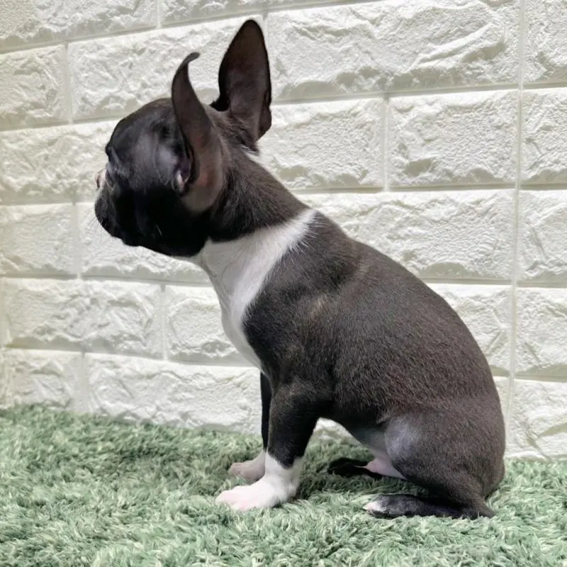 販売中の愛知県のミックス犬-455871の3枚目