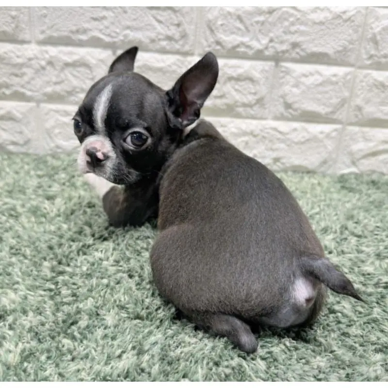 販売中の愛知県のミックス犬-455871の2枚目