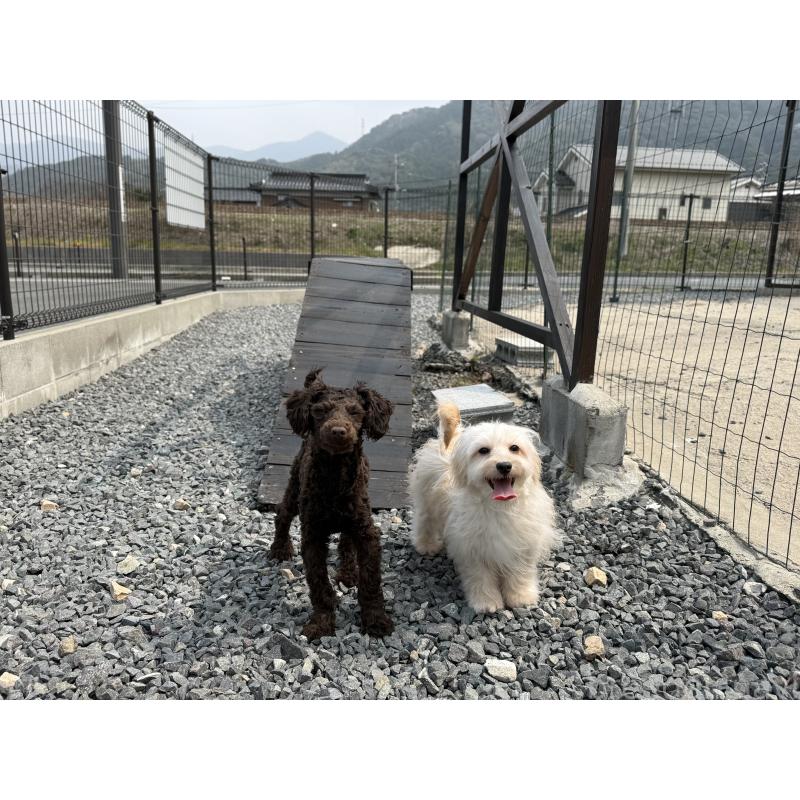 販売中の山口県のミックス犬-455831の9枚目