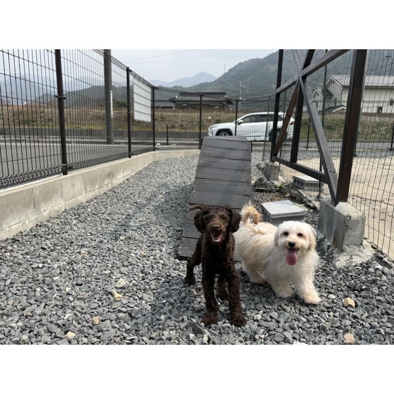 販売中の山口県のミックス犬-455831の8枚目