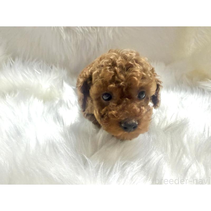 販売中の佐賀県のティーカッププードル-455830の5枚目