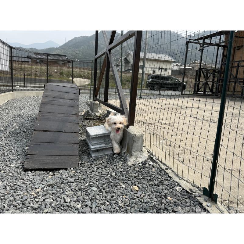 販売中の山口県のミックス犬-455831の7枚目