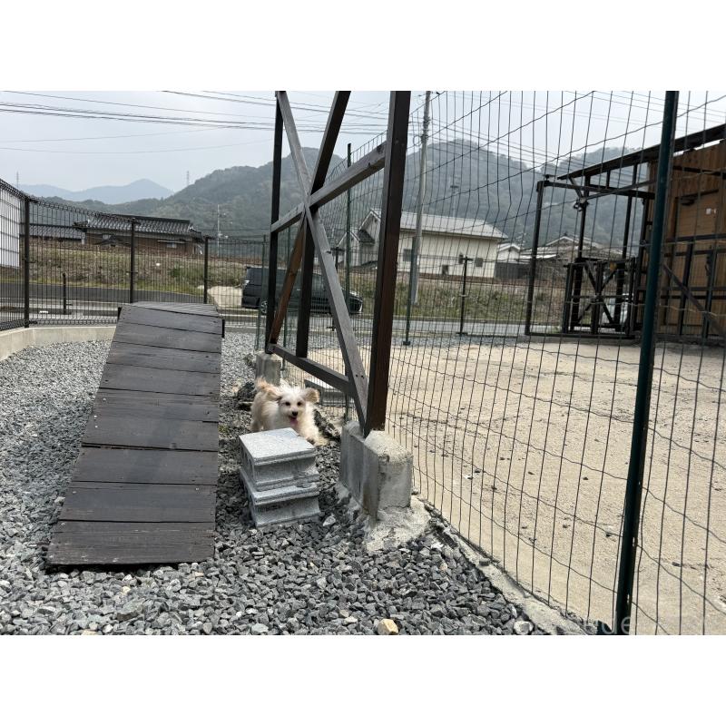 販売中の山口県のミックス犬-455831の6枚目