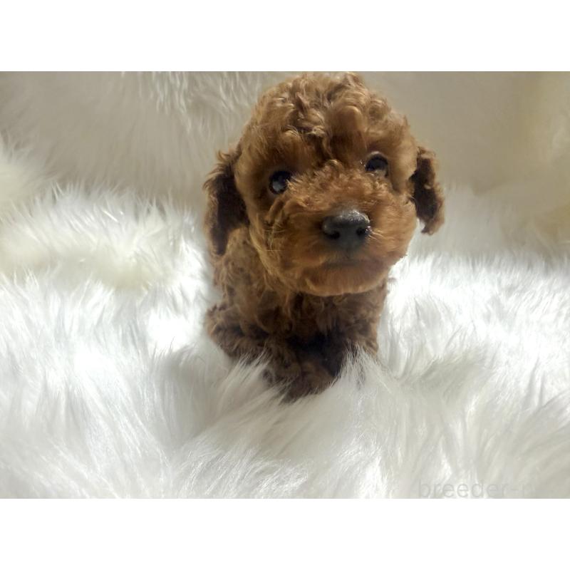 販売中の佐賀県のティーカッププードル-455830の4枚目