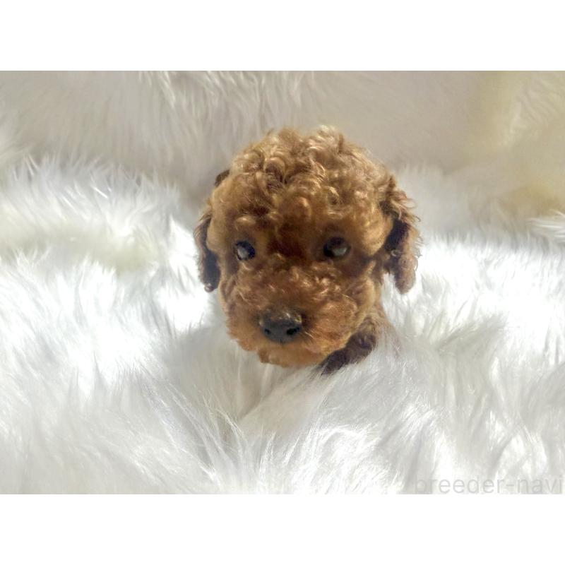 販売中の佐賀県のティーカッププードル-455830の3枚目