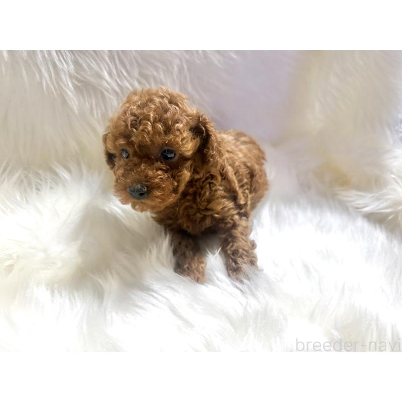 販売中の佐賀県のティーカッププードル-455830の2枚目