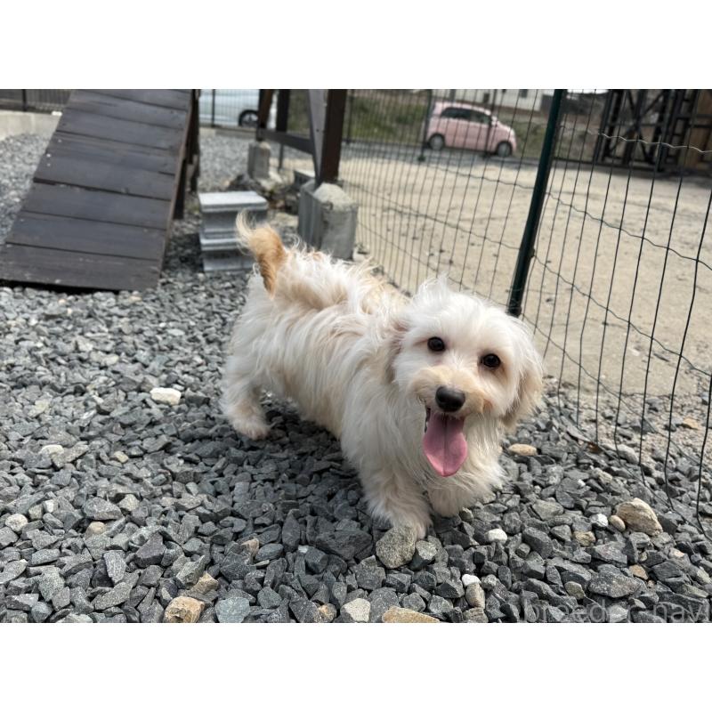 販売中の山口県のミックス犬-455831の5枚目