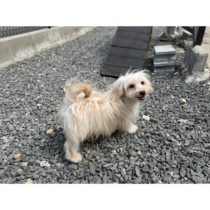 販売中の山口県のミックス犬-455831の4枚目