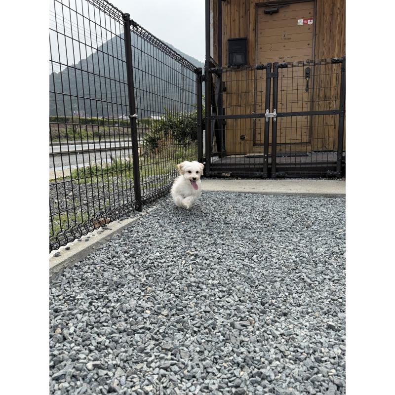 販売中の山口県のミックス犬-455831の3枚目