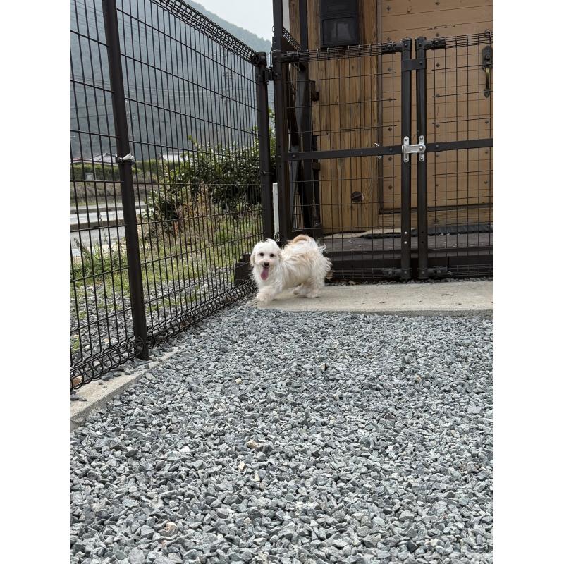 販売中の山口県のミックス犬-455831の2枚目