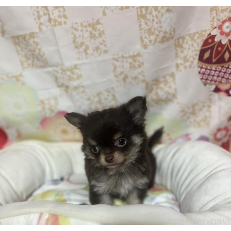 販売中の大阪府のチワワ(ロングコート)-455832の3枚目