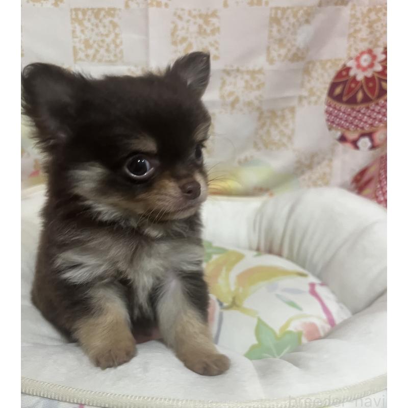 販売中の大阪府のチワワ(ロングコート)-455832の2枚目