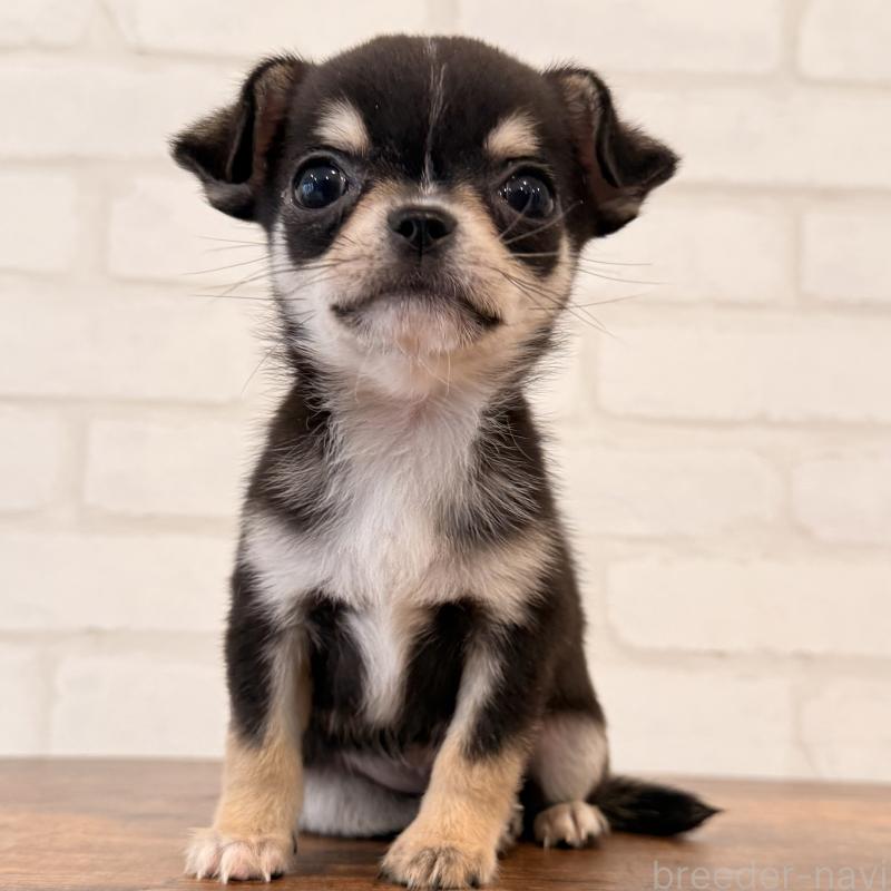 販売中の大阪府のチワワ(スムースコート)-452085