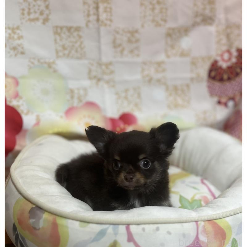 販売中の大阪府のチワワ(ロングコート)-455834の3枚目