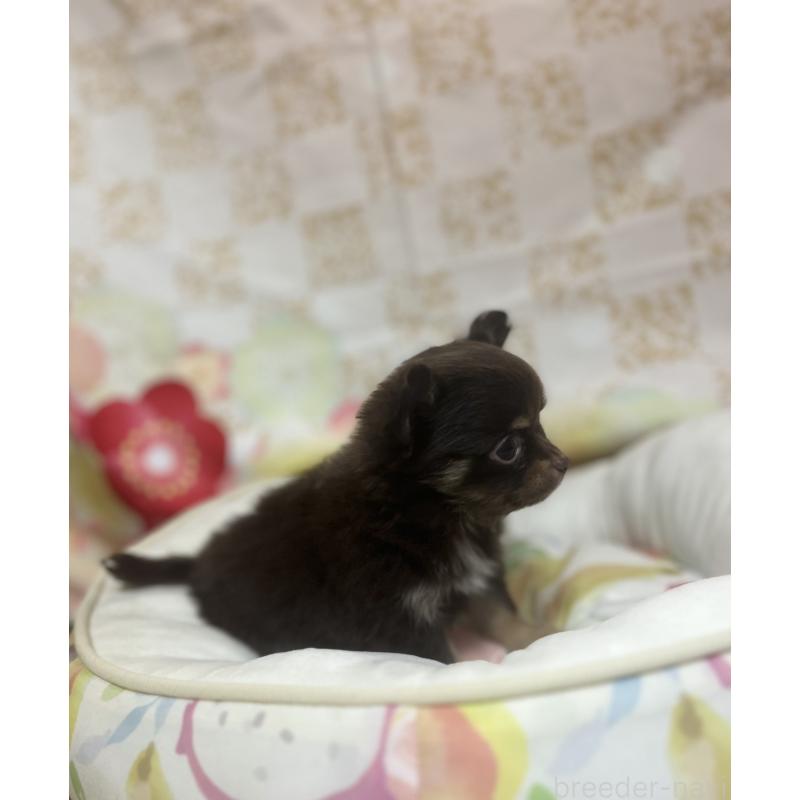 販売中の大阪府のチワワ(ロングコート)-455834の2枚目