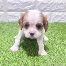 ♀︎キャバリアキングチャールズスパニエル