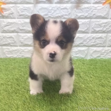 ♀︎ウェルシュコーギーペンブローク