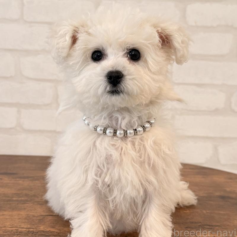 販売中の大阪府のビションフリーゼ-452082