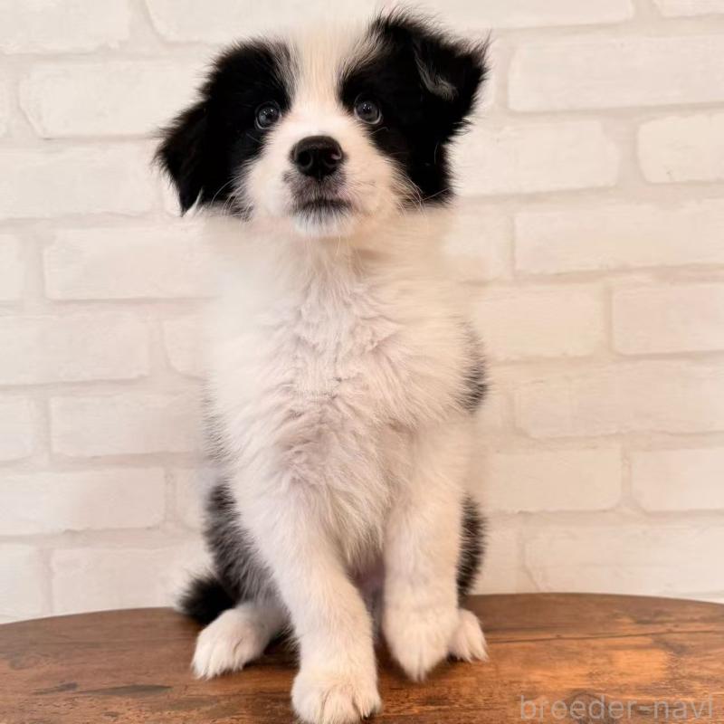 販売中の大阪府のボーダーコリー-455833の10枚目