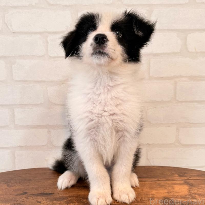 販売中の大阪府のボーダーコリー-455833の7枚目