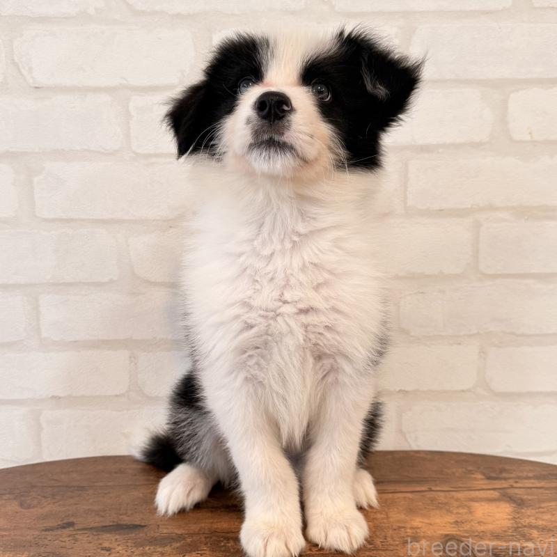 販売中の大阪府のボーダーコリー-455833の6枚目