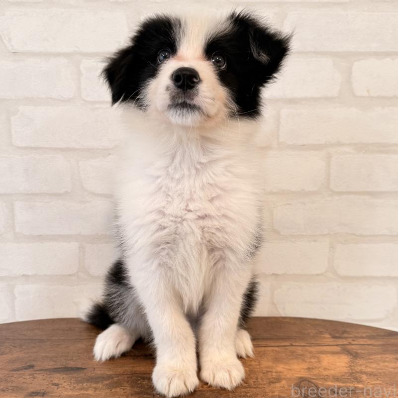 販売中の大阪府のボーダーコリー-455833の5枚目