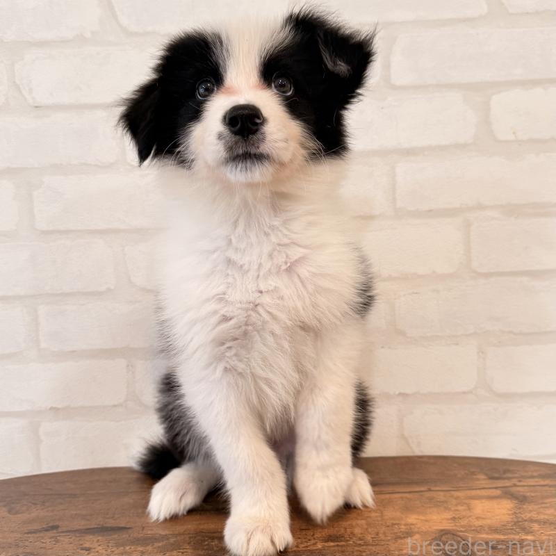 販売中の大阪府のボーダーコリー-455833の4枚目