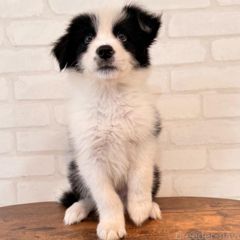 販売中の大阪府のボーダーコリー-455833の3枚目