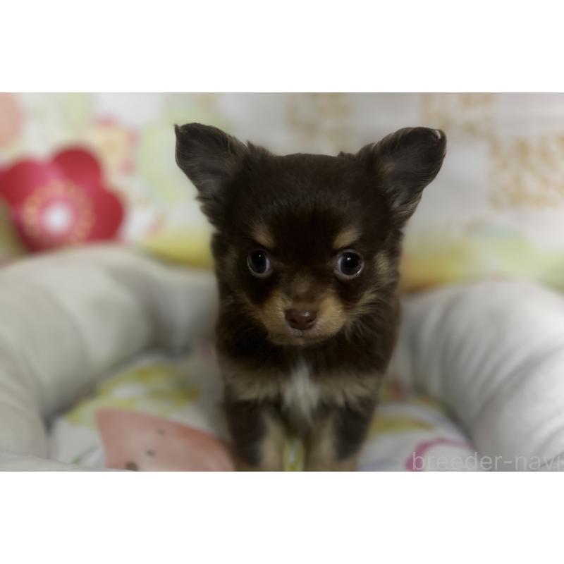 販売中の大阪府のチワワ(ロングコート)-455835の4枚目